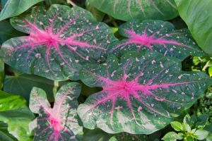 Caladium Fancy Leaf Florida Calypso
